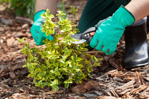 Eco-friendly lawn care practices in action