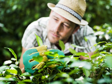A gardener wearing a straw hat, patterned shirt, and blue gardening gloves is carefully trimming a dense hedge in a lush outdoor garden. The hedge, composed of vibrant green foliage, runs horizontally across the middle of the image, with small bright leaves that contrast against darker shaded areas. In the foreground, more foliage is visible, while the background reveals a mix of taller bushes and trees, indicating a well-established landscaped yard. The scene is illuminated by natural light, suggesting a mild, possibly sunny day, with soft shadows cast on the greenery. The garden appears neat and maintained, with the gardener focused on precise pruning, supporting professional outdoor maintenance services typical of local gardening expertise in Sutton. The overall environment exudes a healthy, vibrant outdoor space, ideal for lawn and garden care as promoted by Lawn Mowing Sutton.