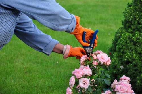 The image depicts a gardener in a landscaped backyard, with a lush green lawn and well-maintained flower beds bordered by low shrubs. The gardener, wearing a grey long-sleeved shirt and bright orange gardening gloves, is trimming a flowering bush with pruning shears. The flower bush features light pink blossoms and dark green leaves, contrasting against the vibrant grass. In the background, there are additional shrubs and possibly a small tree, suggesting a carefully designed garden layout with textured plantings. The environment appears to be outdoors on a clear day, with natural lighting highlighting the fresh, healthy appearance of the plants and the neatly trimmed lawn, reflecting professional gardening and lawn care services associated with Sutton's outdoor spaces. The setting emphasizes tidy, well-kept garden features typical of residential landscaping maintenance offered by companies like Lawn Mowing Sutton, within the local Sutton area postcodes.